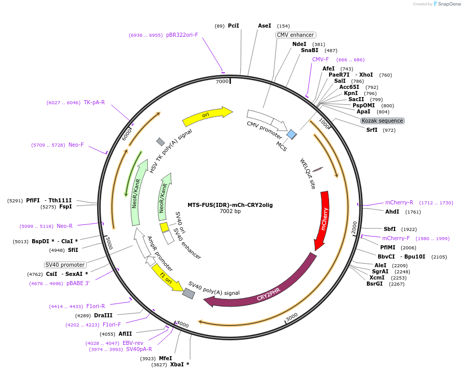 254612-plasmid-map-sequence-id-509752