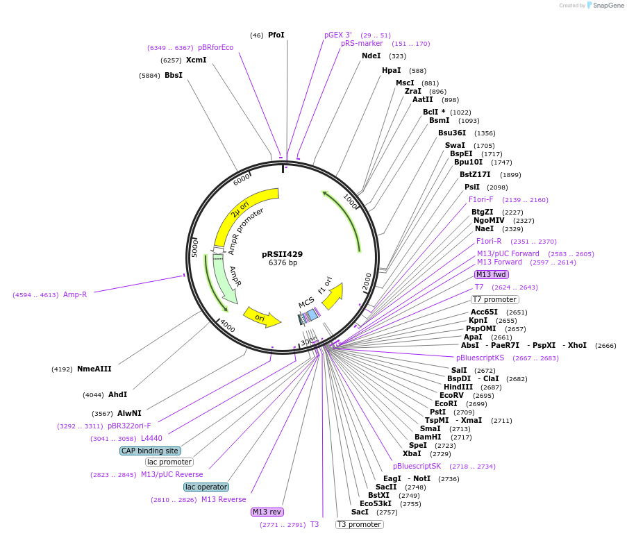 35474-plasmid-map-sequence-id-50976