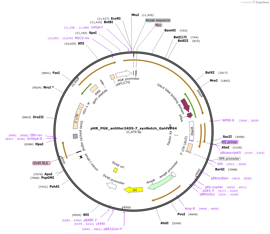 85424-plasmid-map-sequence-id-509827