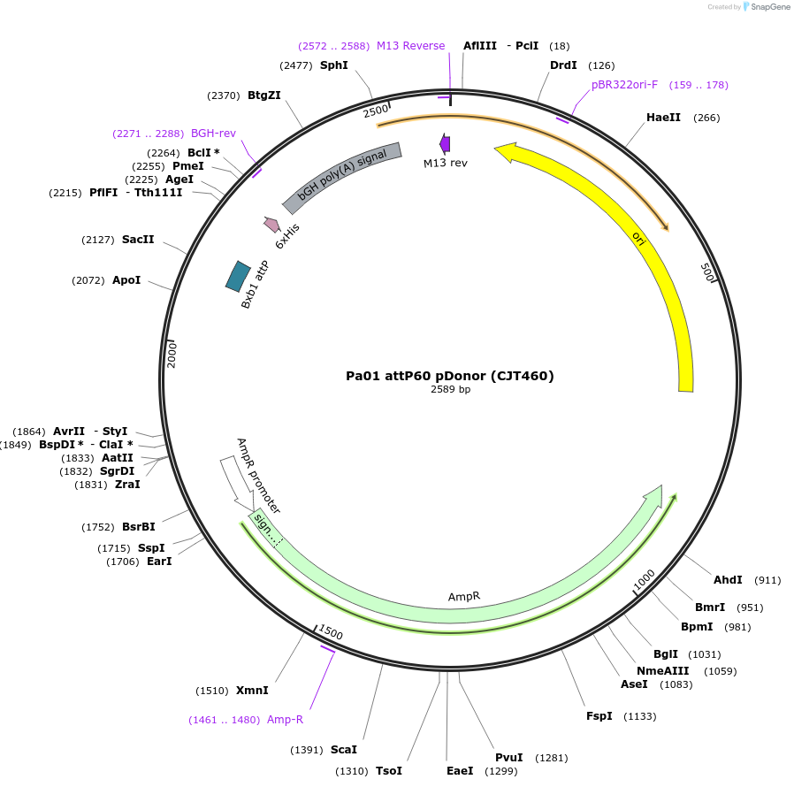 248225-plasmid-map-sequence-id-509829