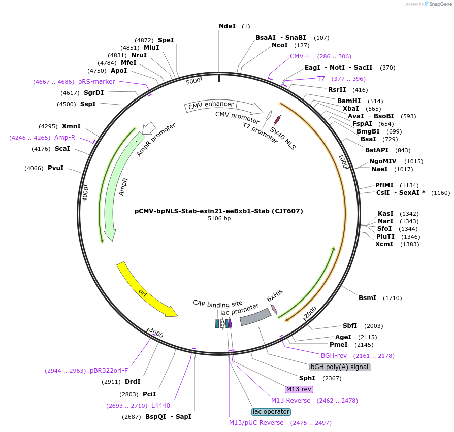 248212-plasmid-map-sequence-id-509831