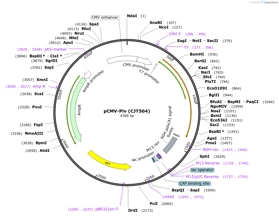 248214-plasmid-map-sequence-id-509833