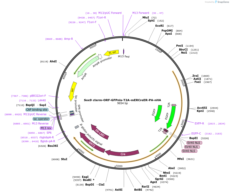 256056-plasmid-map-sequence-id-509837
