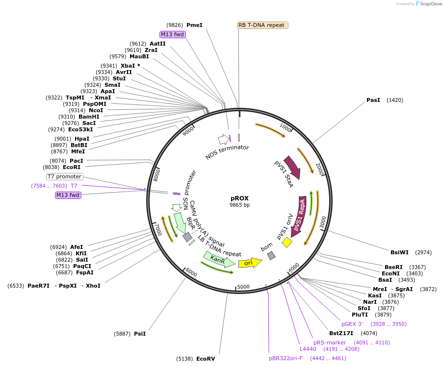 256030-plasmid-map-sequence-id-509854