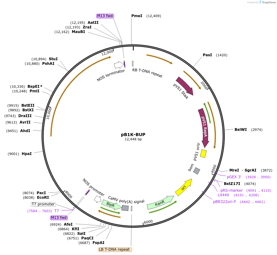 256022-plasmid-map-sequence-id-509855