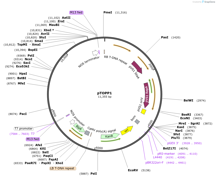 256029-plasmid-map-sequence-id-509856