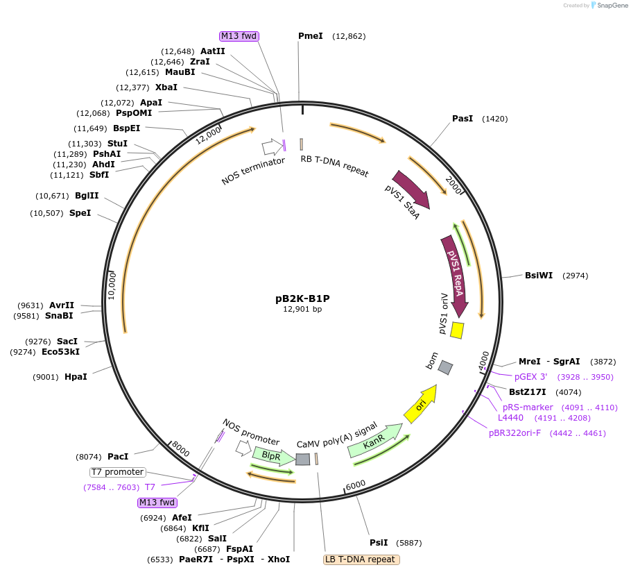 256023-plasmid-map-sequence-id-509857