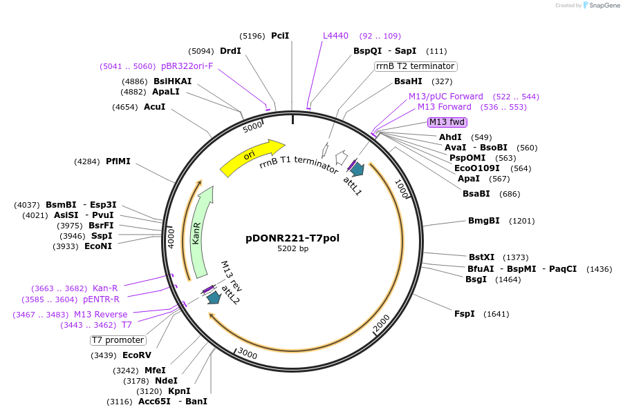 255665-plasmid-map-sequence-id-509858
