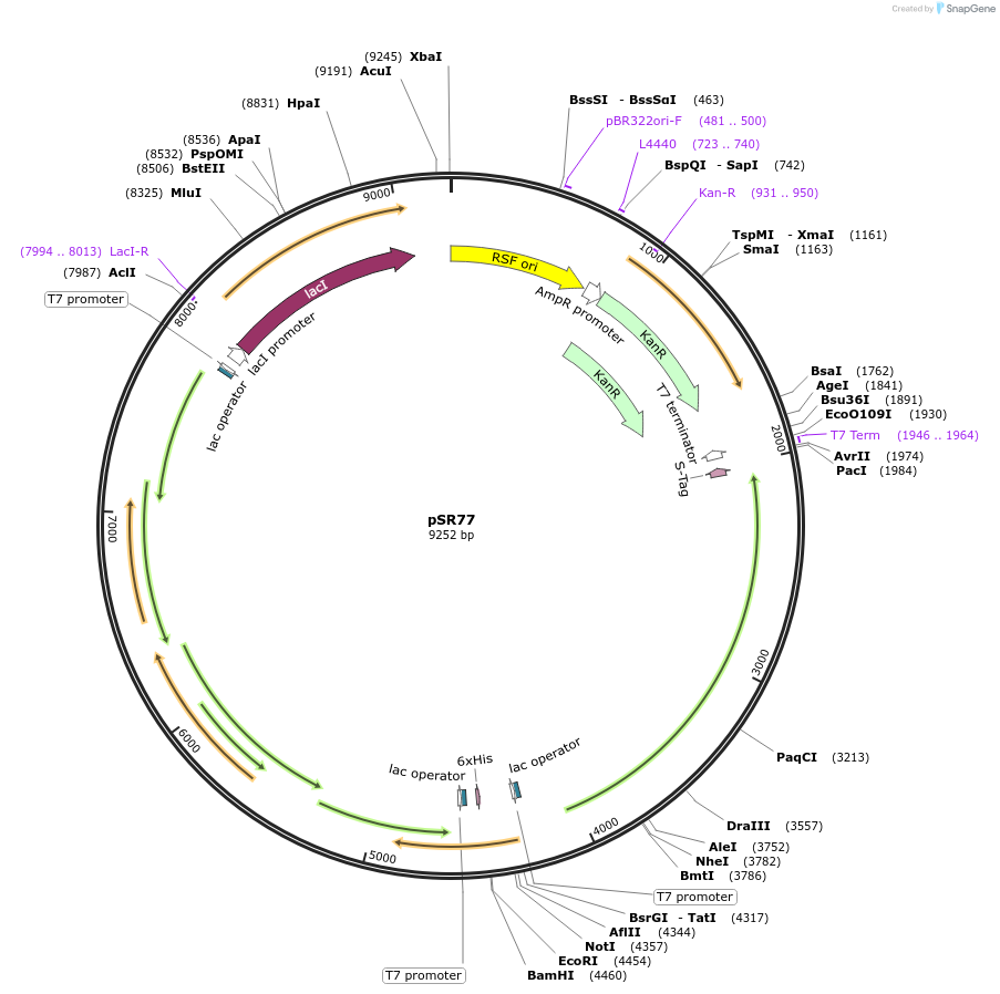 251524-plasmid-map-sequence-id-509861