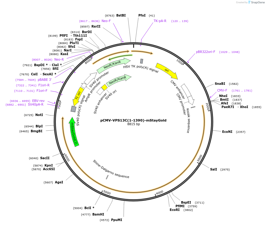 255693-plasmid-map-sequence-id-509868