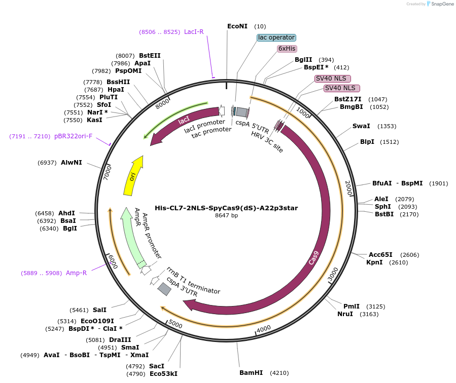 222970-plasmid-map-sequence-id-509924