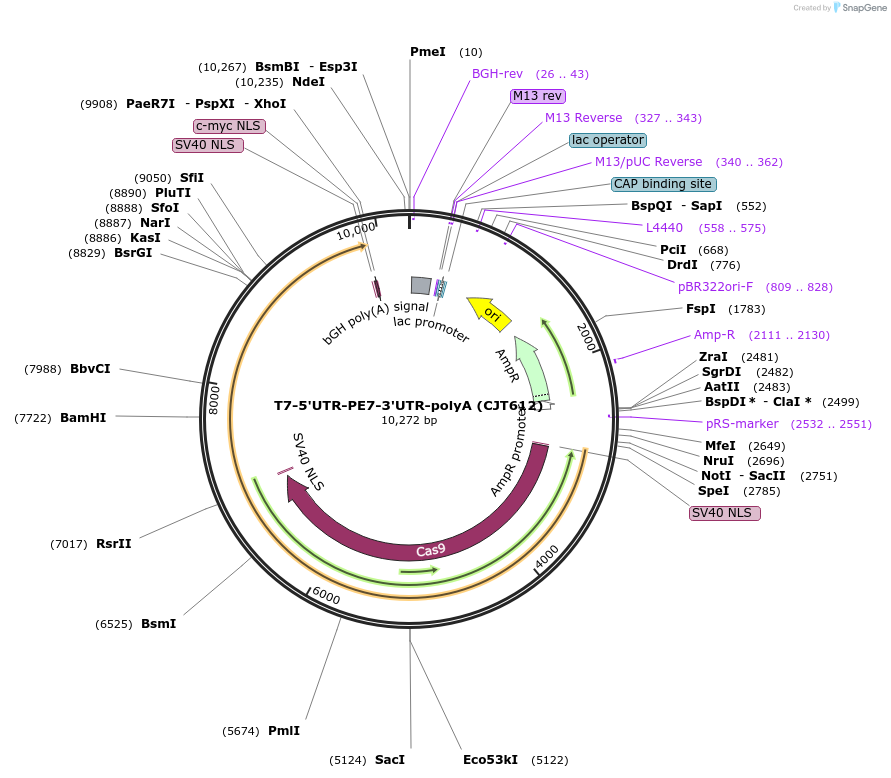 248222-plasmid-map-sequence-id-509956