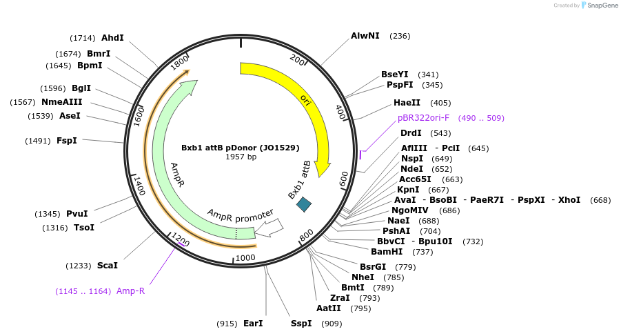 248223-plasmid-map-sequence-id-509957