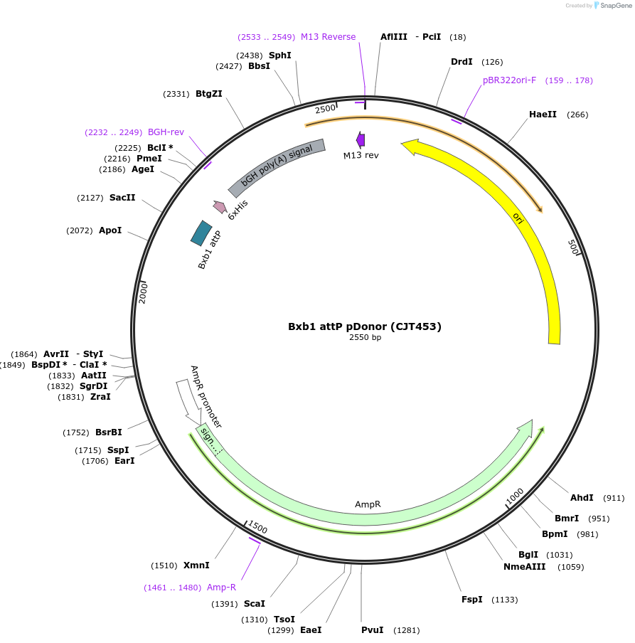 248224-plasmid-map-sequence-id-509960