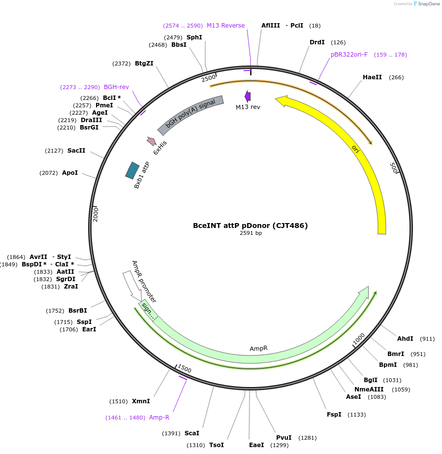 248226-plasmid-map-sequence-id-509961