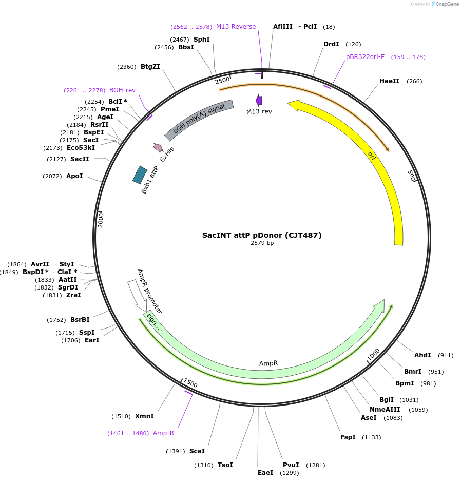 248227-plasmid-map-sequence-id-509963