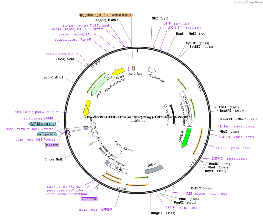 252244-plasmid-map-sequence-id-509974