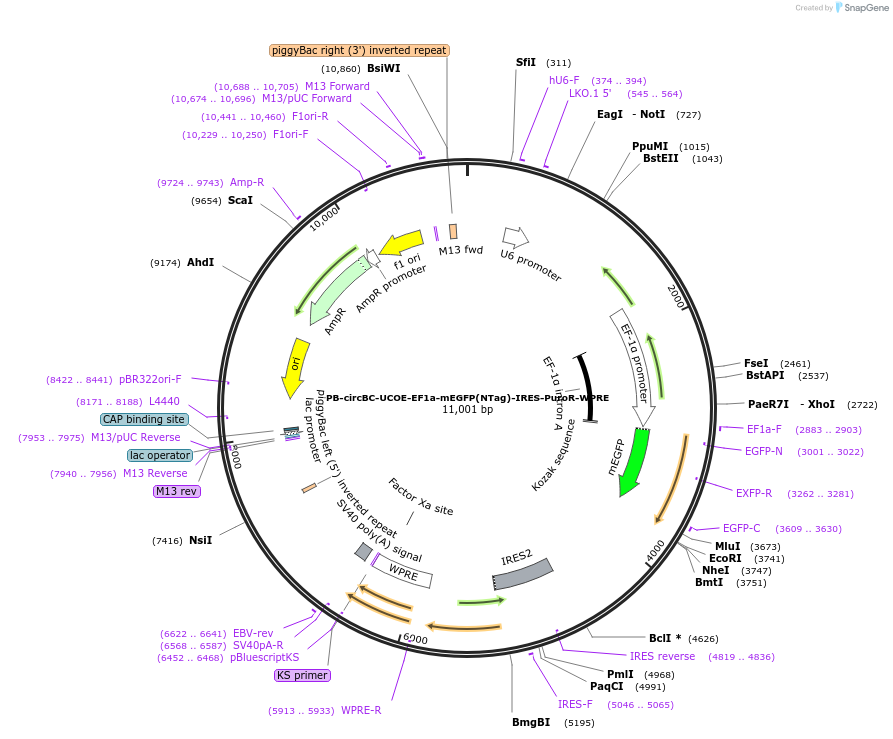 252243-plasmid-map-sequence-id-509975