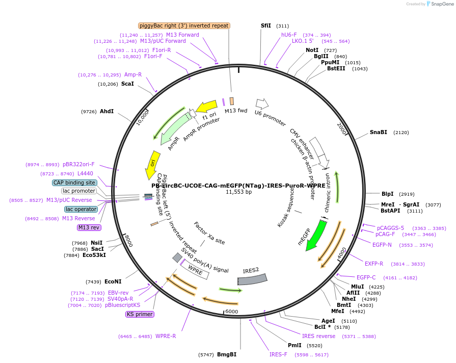 252245-plasmid-map-sequence-id-509976