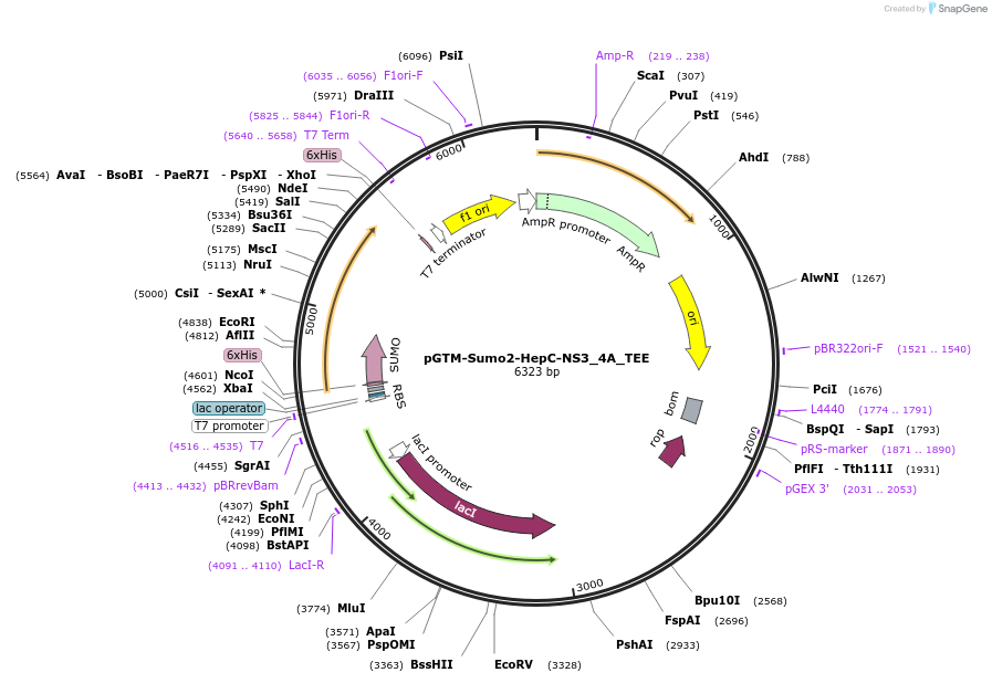 254049-plasmid-map-sequence-id-509977