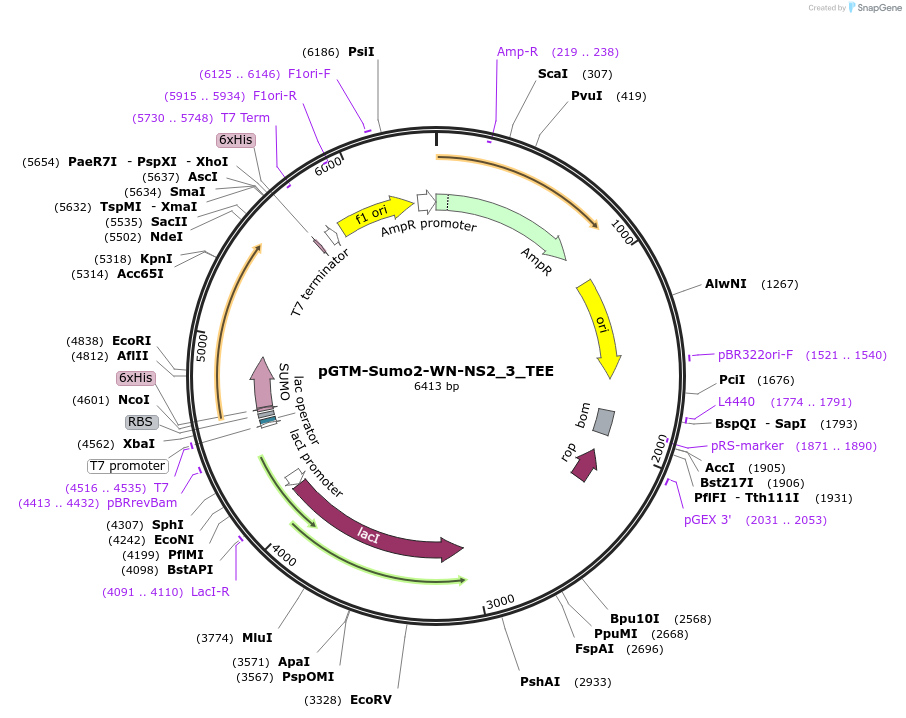 254047-plasmid-map-sequence-id-509978