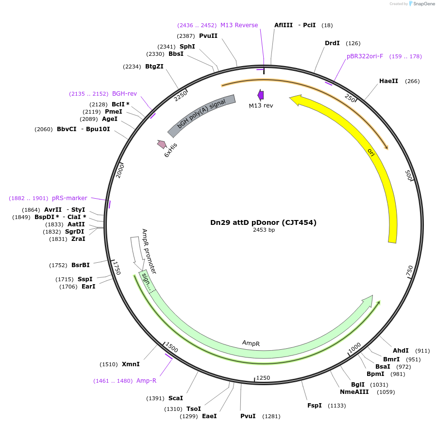 248228-plasmid-map-sequence-id-509979