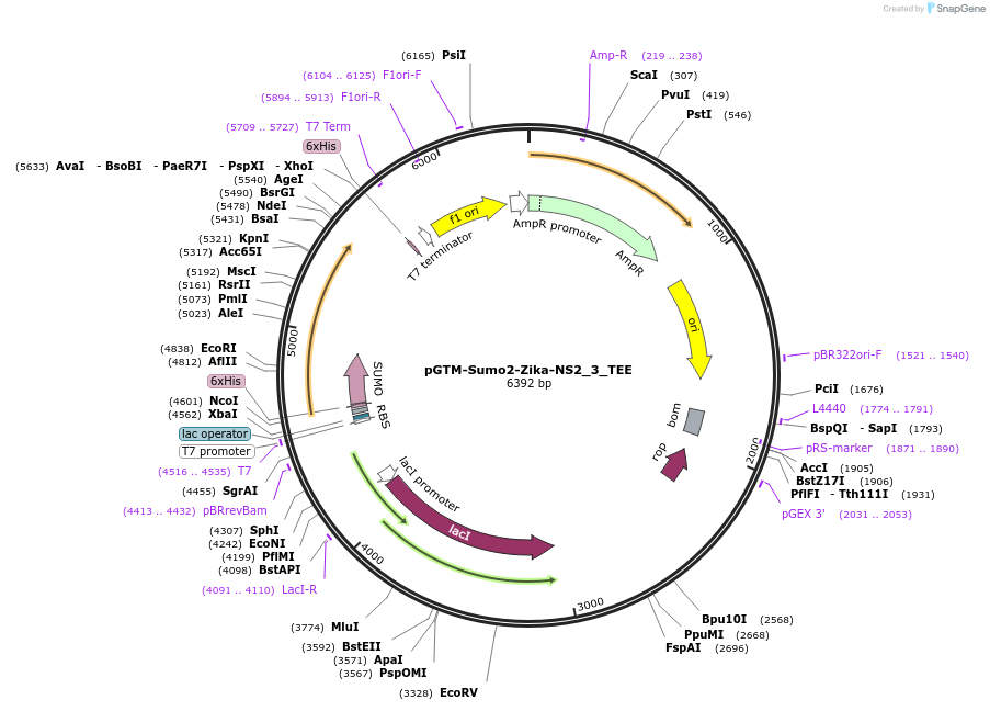254046-plasmid-map-sequence-id-509980