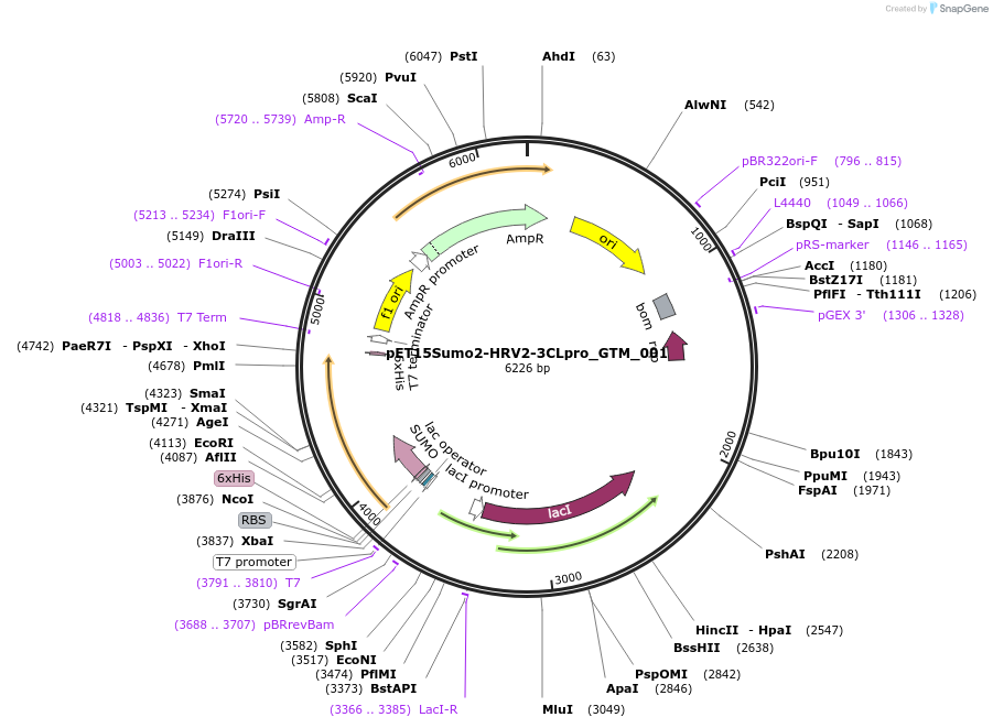 254044-plasmid-map-sequence-id-509981
