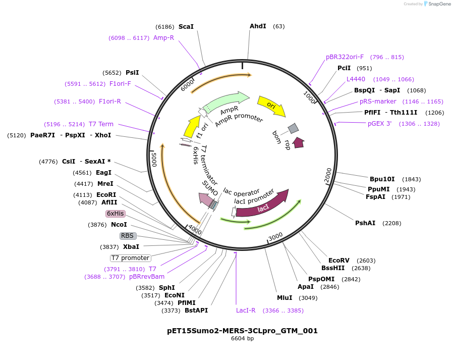 240381-plasmid-map-sequence-id-509982