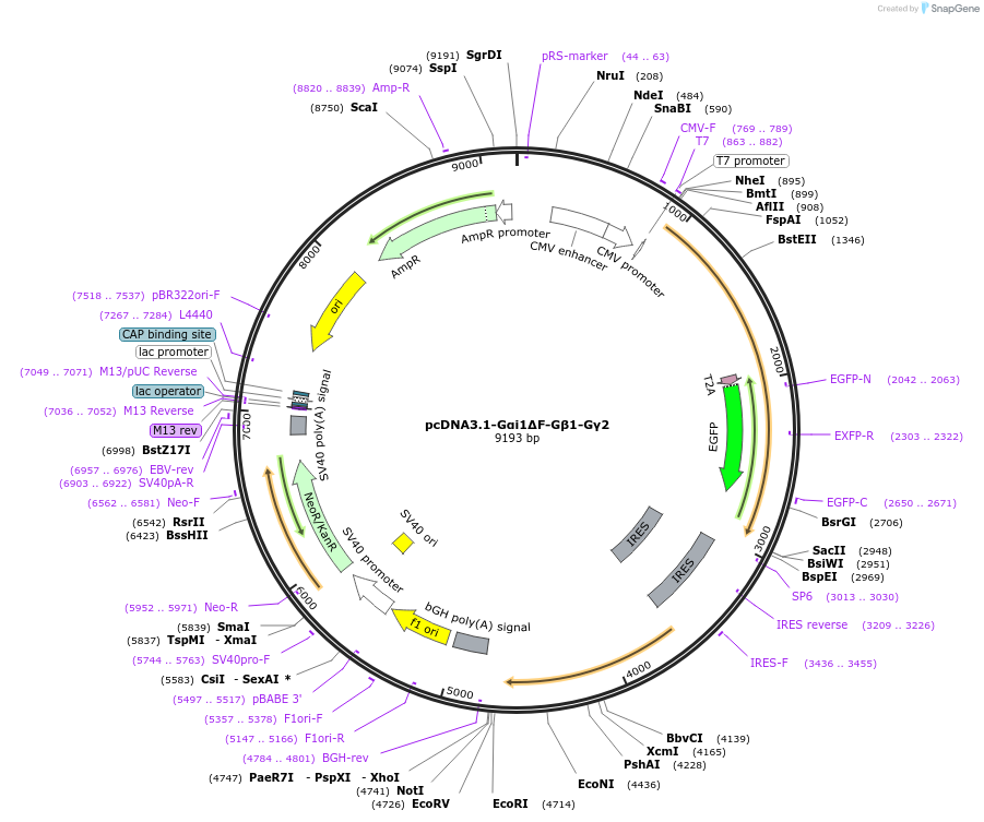 254721-plasmid-map-sequence-id-509983