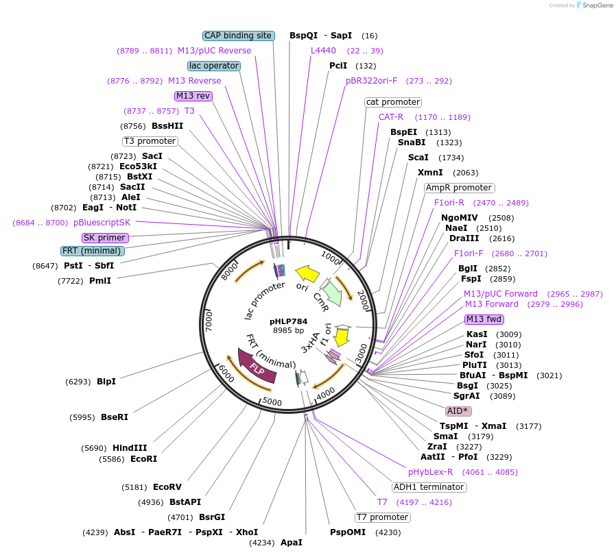 253584-plasmid-map-sequence-id-509985