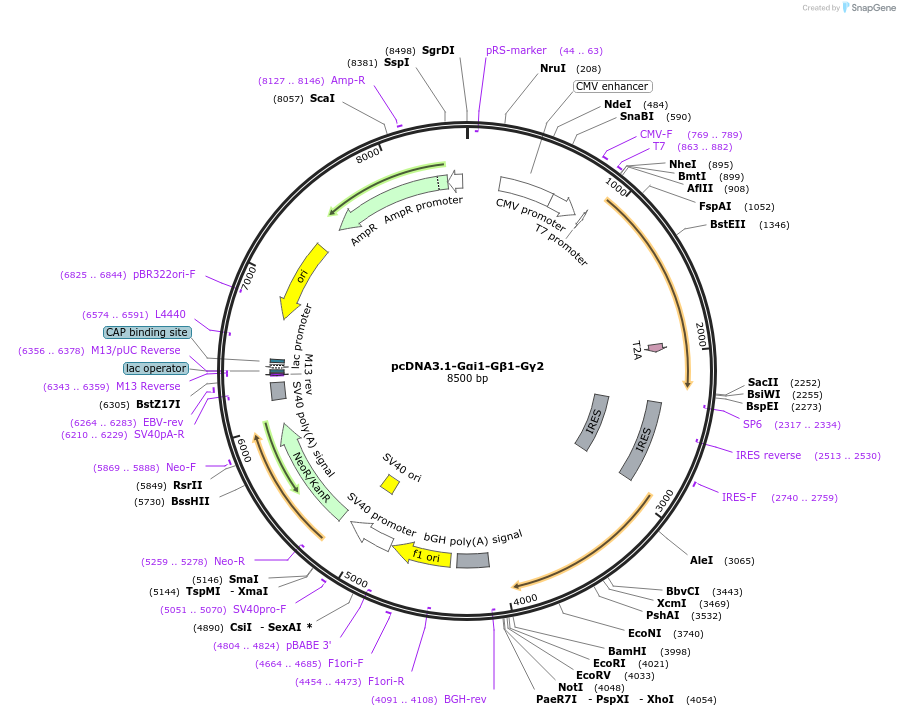 254720-plasmid-map-sequence-id-509987