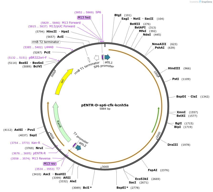 255307-plasmid-map-sequence-id-509997