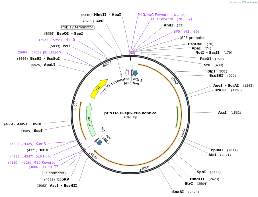 255302-plasmid-map-sequence-id-509998
