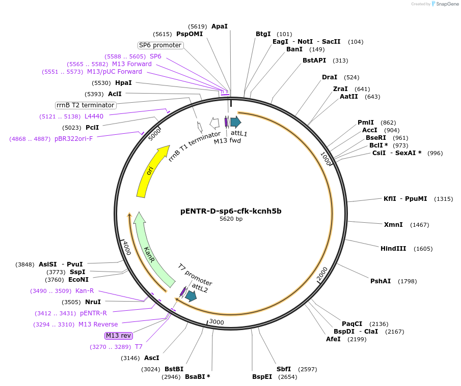 255308-plasmid-map-sequence-id-510011
