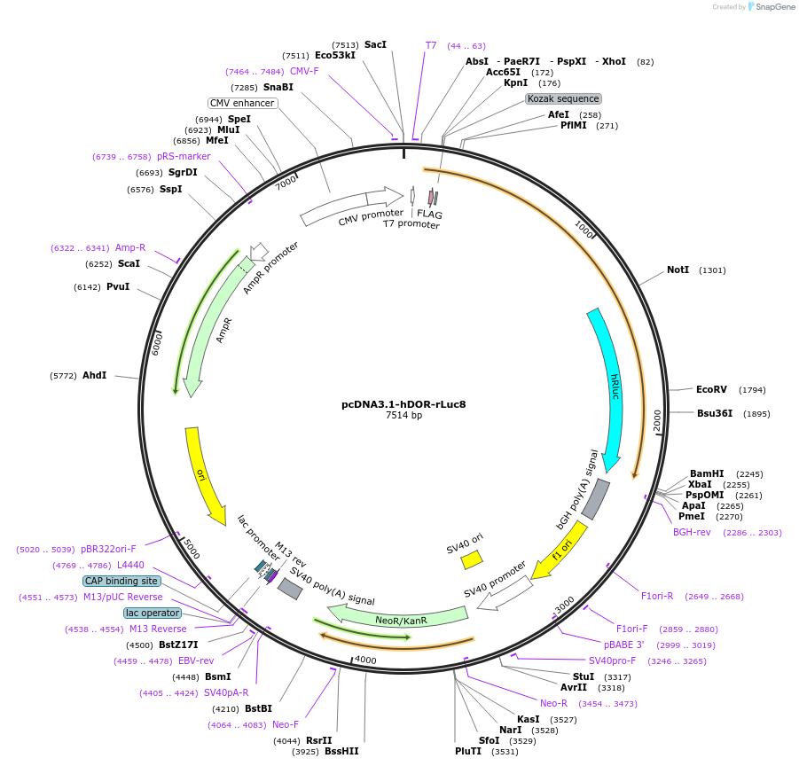 254718-plasmid-map-sequence-id-510012