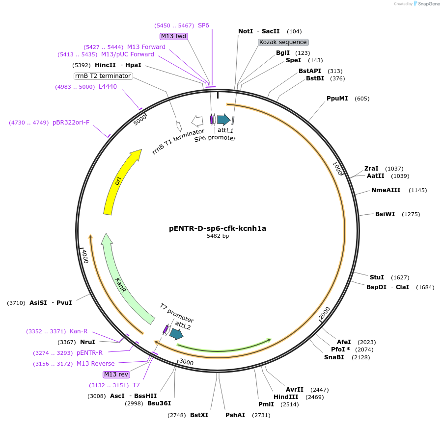 255299-plasmid-map-sequence-id-510013