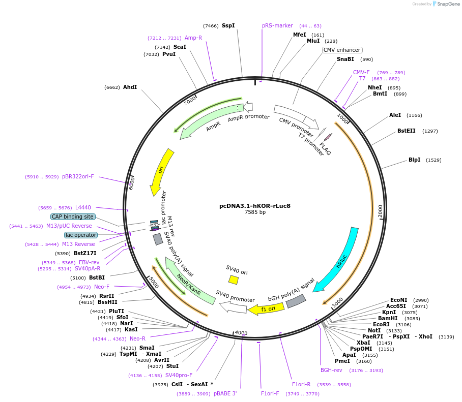 254717-plasmid-map-sequence-id-510014