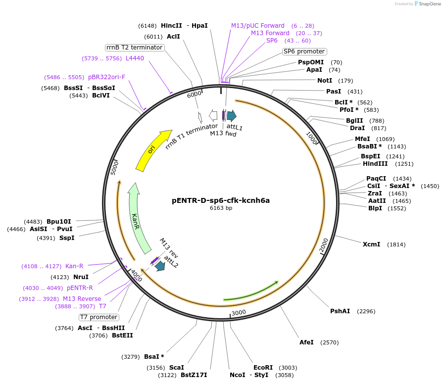 255309-plasmid-map-sequence-id-510015