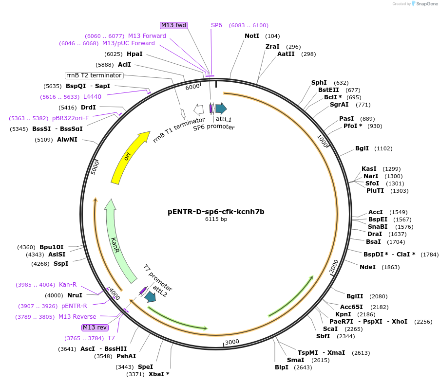 255312-plasmid-map-sequence-id-510016