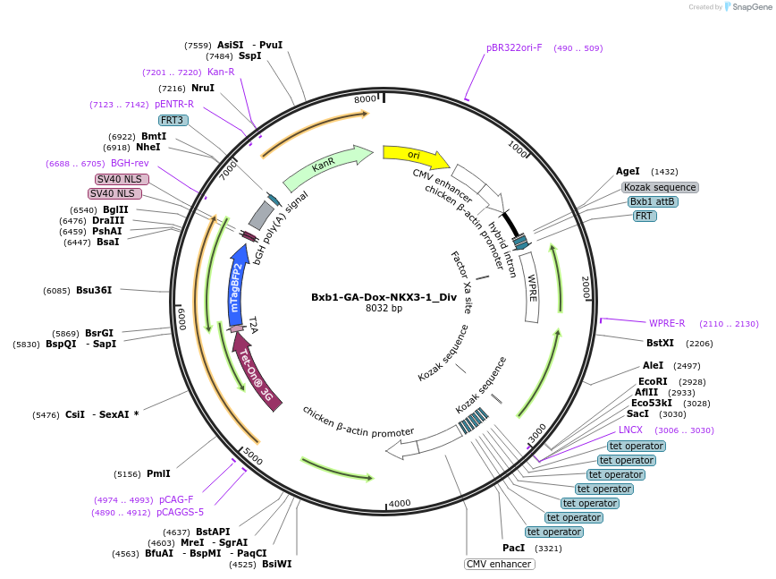 252237-plasmid-map-sequence-id-510017