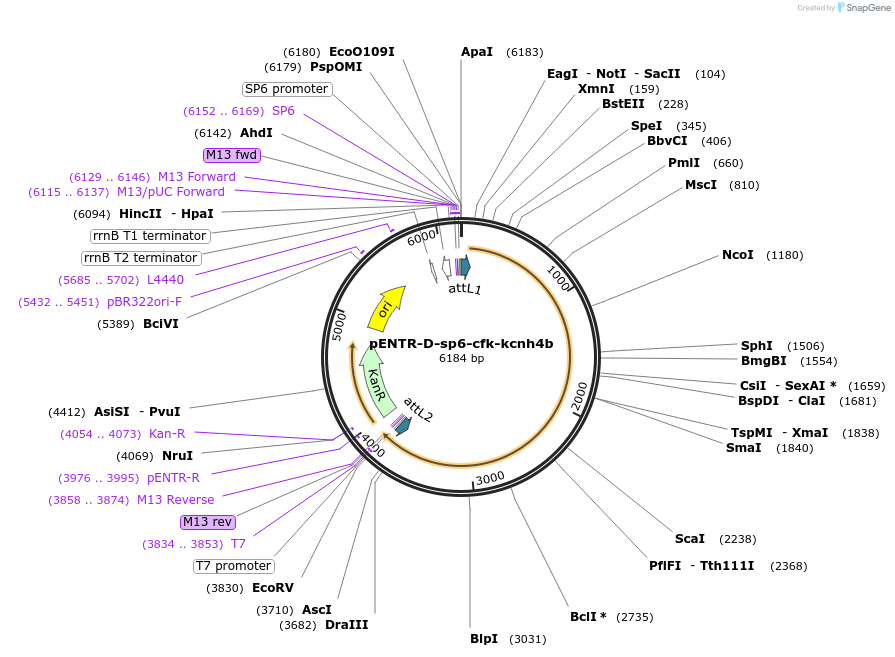 255306-plasmid-map-sequence-id-510019