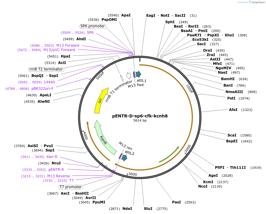 255313-plasmid-map-sequence-id-510020
