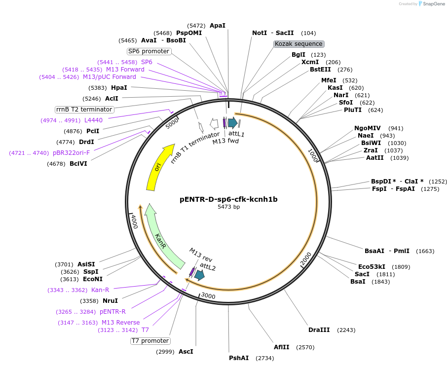 255301-plasmid-map-sequence-id-510021