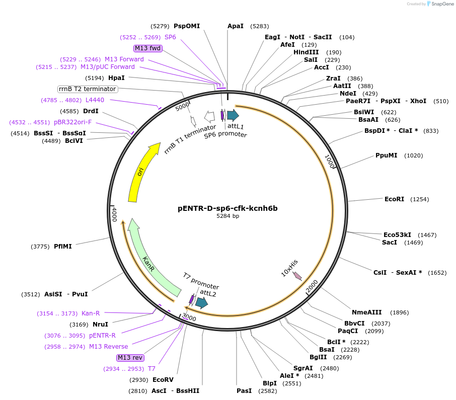 255310-plasmid-map-sequence-id-510022