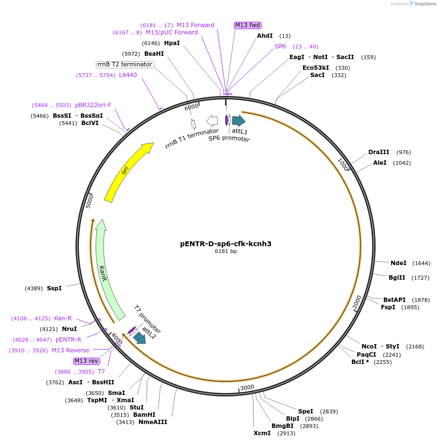 255304-plasmid-map-sequence-id-510023