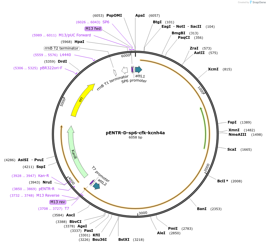 255305-plasmid-map-sequence-id-510024