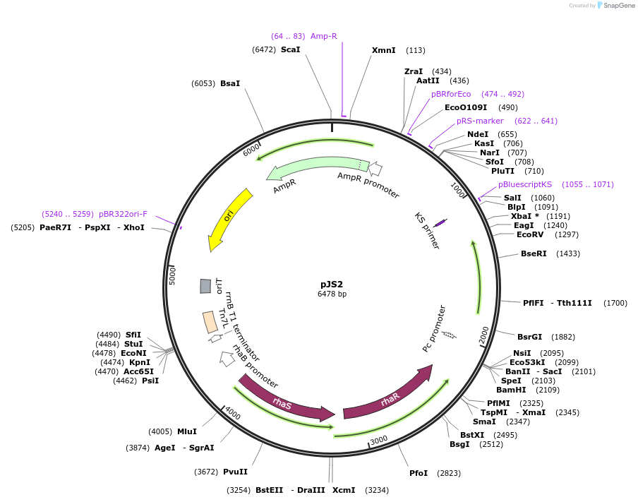 253727-plasmid-map-sequence-id-510027
