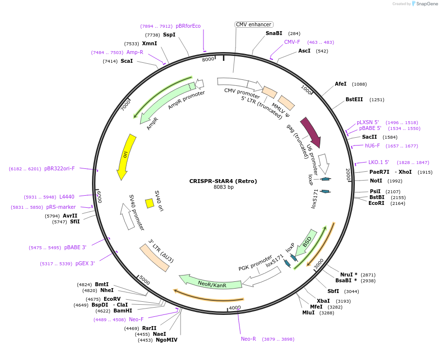 222690-plasmid-map-sequence-id-510030