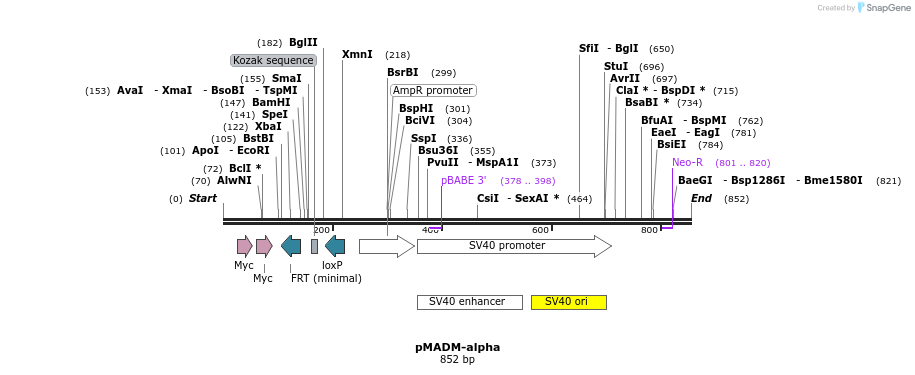 51005_map